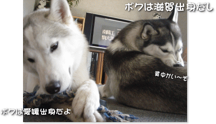ボクは滋賀出身だし