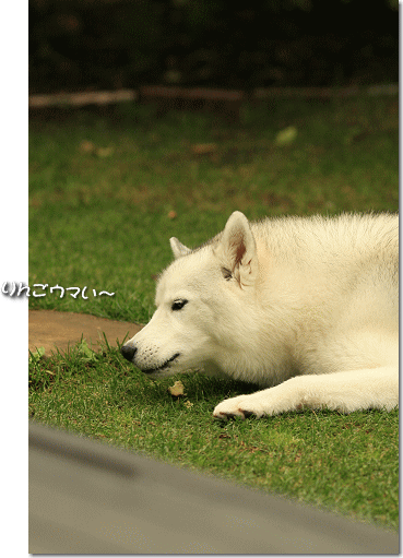 りんごウマい〜