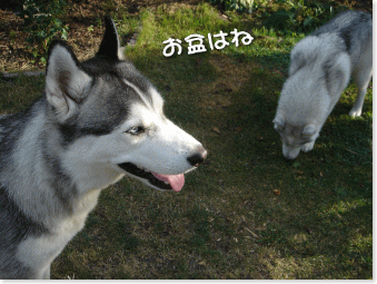 お盆はね