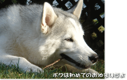 ボクは初めてのお泊まりだよ