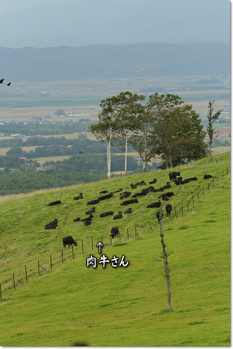 肉牛さん