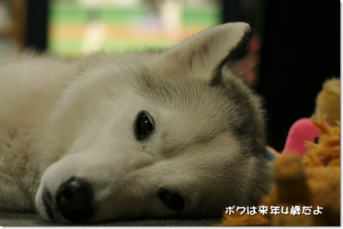 ボクは来年4歳だよ