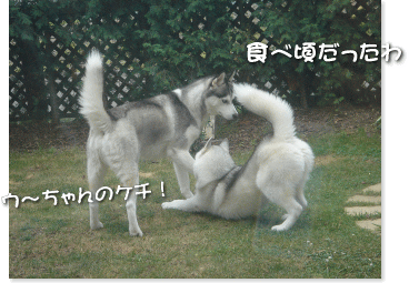 食べ頃だったわ