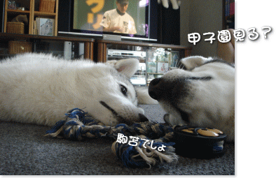 甲子園見る?