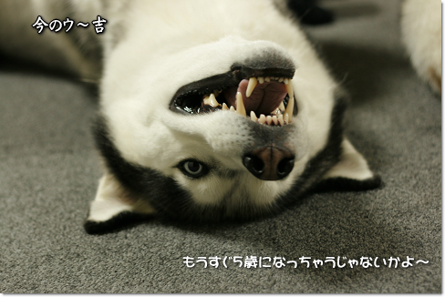 今のウ〜吉