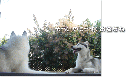 そういやもうすぐお盆だね