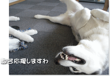 駒苫応援しますわ
