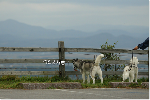 ウシさんだ!