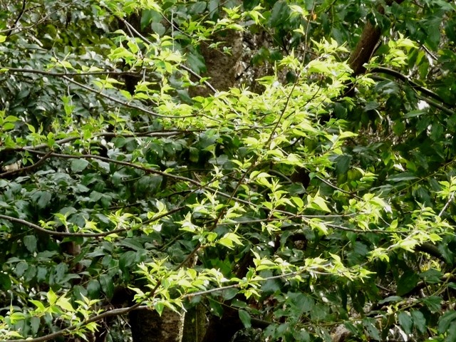 P1070774