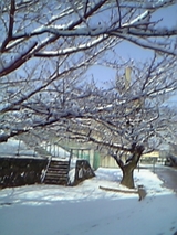 春の雪4