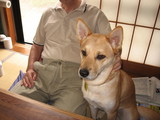 じいちゃんとナナ