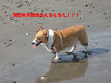 海辺のお散歩