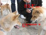 あきととコタ?