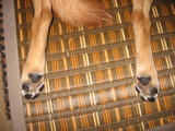 ダブルテディベア