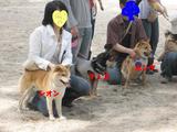 しおんチェスぽんた