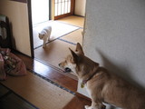ナナニアミス