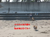 浜辺へ走る宇rん