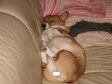 眠いよー