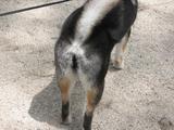 あずきの桃尻