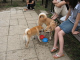 ドッグランで ミミとナナ