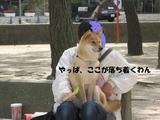 ひざ乗り伊吹とリーダー犬