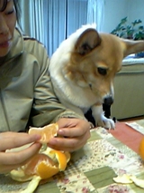 うー、ミカンが