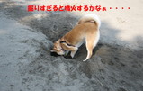 ナナ穴掘り