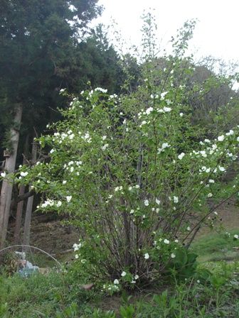 シロヤマブキが咲き始めました 信州うらさとハーブ園とブレンドハーブティー通販