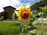 20160731 ひまわり