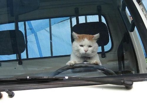 ダウンロード