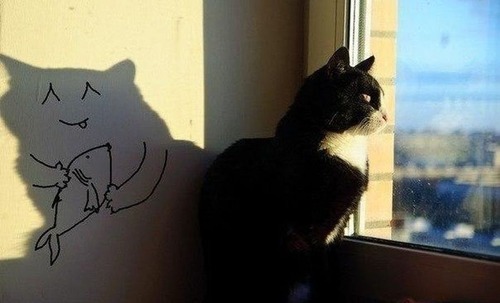 a-cat-shadow-lives