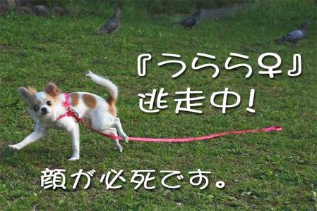 うらら♀ 逃走?
