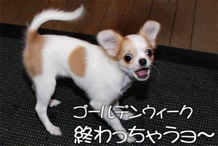 ゴールデンウィーク 終わっちゃうよ!!