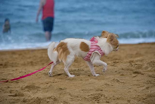 『うらら♀』浜辺のお散歩
