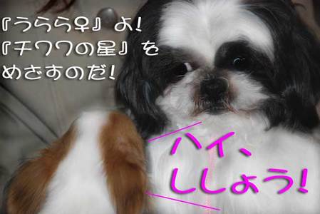 『ちょこ』先輩のおしえ