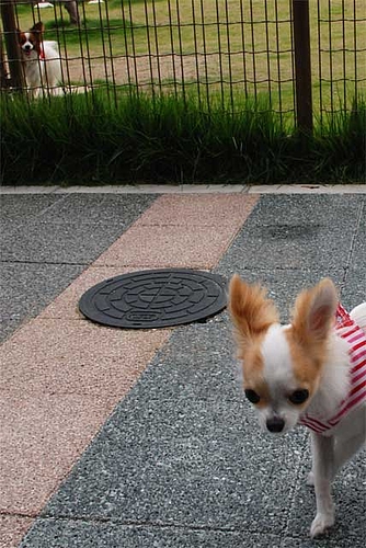 『うらら♀』やば、誰かみてる