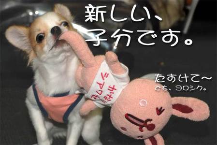『かなりシアワセー』君