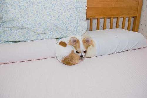 『うらら♀』実は猫な犬(いいでしょ。)
