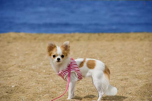 『うらら♀』はじめての海