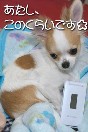 『うらら♀』のナイスなボディサイズ