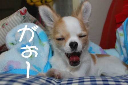 がぉーーーー