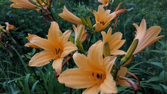 IMG_20180708_070740