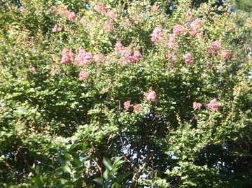 DSCF7421