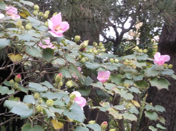 DSCF0263
