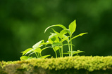 green-leaves_beiz_jp_M02650
