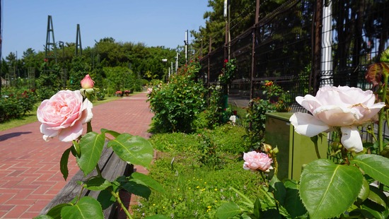 0508hamadarabaraen03