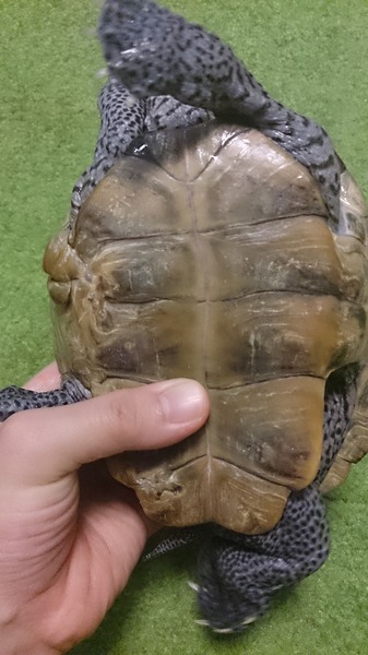 ダイヤモンドバックテラピン、傷跡も綺麗です