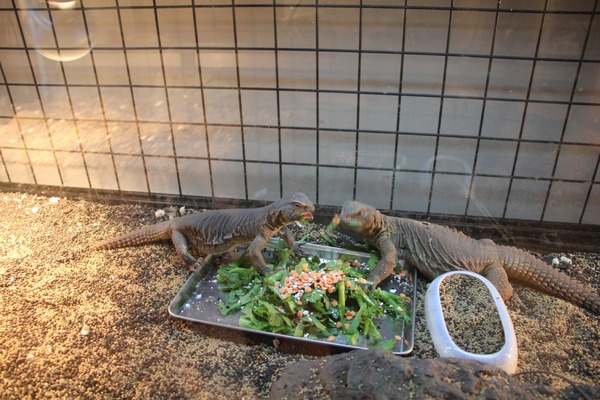 口半開きのエジプトトゲオアガマ