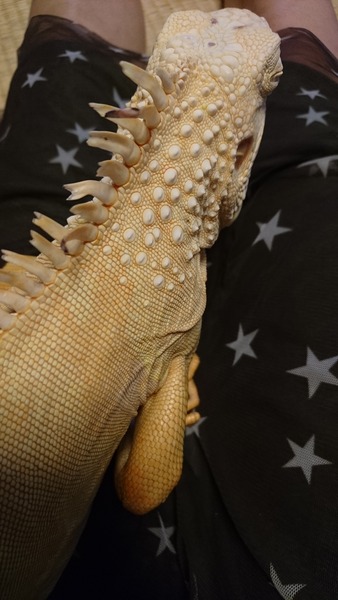 アルビノイグアナ、うろうろしています