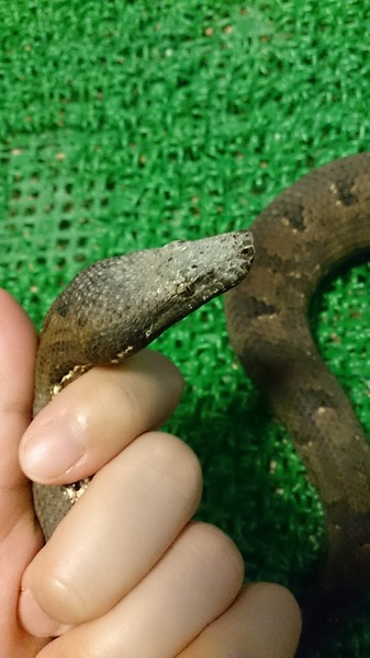パシフィックグランドボア、横顔